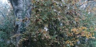 Il Bosco Urbano di Gonzaga affidato (ancora) all’Associazione WWF Mantovano