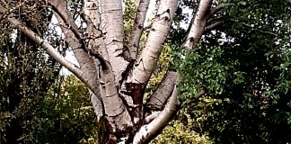 Abbattimento alberi a Pegognaga: il Comune ottiene la ripiatumazione da parte del privato, ma la minoranza attacca il sindaco