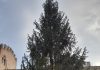 In Piazza Sordello l’albero di Natale donato dalla comunità di Pinzolo