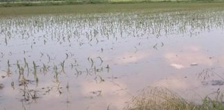 Terreni sott’acqua e canali saturi in tutto la provincia. Coldiretti: “danni ai campi” Maltempo, Coldiretti Mantova: danni a campi e cereali autunno vernini a rischio Da Quistello a Suzzara, all’Asolano: terreni sott’acqua e canali saturi È prematuro sbilanciarsi su una stima dei danni, ma per le campagne – rileva Coldiretti Mantova – alcuni problemi si sono verificati non soltanto nella zona del Basso mantovano lambita dal fiume Secchia, dove una trentina di ettari sono stati inondati dopo la rottura di un argine nei pressi di Quistello, ma anche nell’Asolano e in alcune zone tra Suzzara, Borgoforte, Buscoldo e Campitello, dove la rete dei fossi non è riuscita ad assorbire la grande quantità di acqua che si è riversata negli ultimi giorni. “Se l’acqua dovesse ristagnare per più giorni, tenuto conto che stiamo andando incontro a ulteriori momenti di pioggia, potrebbero verificarsi danni nei campi, in particolare per il frumento – spiega Antonio Scapinello, presidente della zona di Curtatone per Coldiretti Mantova - e il rischio è che non si riesca a seminare nemmeno in primavera”. Lo scenario muta anche in funzione dei terreni e della loro capacità di drenaggio. “Se le superfici non sono livellate correttamente – spiega Simone Minelli, allevatore di Motteggiana – il rischio del ristagno aumenta, con maggiori possibilità di incorrere in fenomeni di asfissia radicale dei cereali”. Conseguenze del meteo anche in località Barchi di Asola, dove Lorenzo Somenzi chiederà al consorzio di bonifica Garda Chiese di studiare la collocazione di pompe per la gestione delle emergenze idrauliche. “Le piogge battenti degli ultimi giorni – spiega – hanno portato alla tracimazione il canale Tornapasso, che ha mandato sott’acqua circa 180 ettari di terreni, in parte coltivati a seminativi”. I rischi di allagamento di tali superfici impongono agli agricoltori della zona, molto spesso, di gestire i cicli colturali in previsione delle possibili esondazioni del canale, ma anche “chi ha già preparato i terreni in vista delle semine primaverili si vedrà costretto a intervenire di nuovo, con ulteriori costi di produzione”.