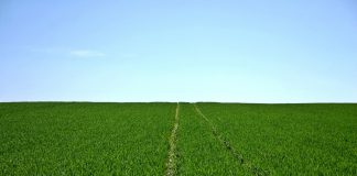 Coldiretti Mantova, nel 2020 lieve flessione della compravendita dei terreni agricoli