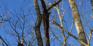 Polizia ambientale: nel 2020 a Suzzara 70 controlli e 37 sanzioni