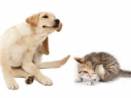 Come difendere da insetti e parassiti i nostri animali con prodotti naturali