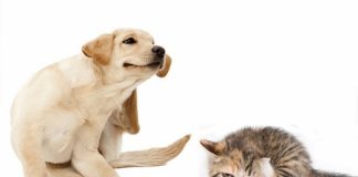 Come difendere da insetti e parassiti i nostri animali con prodotti naturali