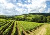 Ampliamento vigneti, Coldiretti: al via le domande