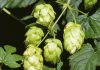 Copagri “Supportare la filiera del luppolo per la birra 100% italiana”