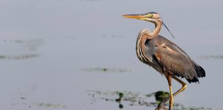 Parco del Mincio, al via lavori straordinari per miglioramento della biodiversità e interventi forestali