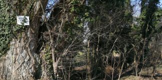 Controlli aree Parco del Mincio: scoperto un sito di abbandono a Marengo. Sanzionati i responsabili