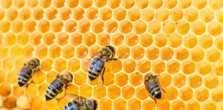 Bozzolo aderisce alla CooBEEration Campaign e diventa “amico delle api”