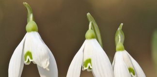 Da domani riapre Bosco Fontana
