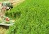 Cai al Tavolo Canapa: fondamentale meccanizzazione per coltura green ad alto valore aggiunto