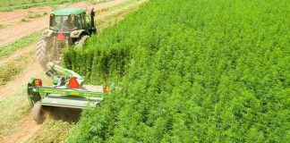 Cai al Tavolo Canapa: fondamentale meccanizzazione per coltura green ad alto valore aggiunto