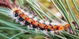 Processionaria: i pericoli. Dove incontrarla, come riconoscerla e come evitarla