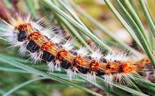 Processionaria: i pericoli. Dove incontrarla, come riconoscerla e come evitarla