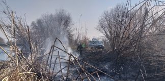 Canneto in fiamme a Marmirolo, sul posto le Guardie ecologiche del Parco