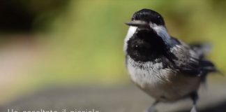 Giornata Mondiale della Poesia, nasce il #poetuber