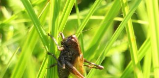 Al Parco del Mincio scoperto un rarissimo abitante dei prati umidi: il Grillastro marmorato