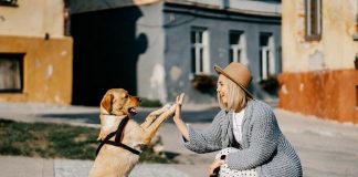 In Lombardia riaprono i servizi di toelettatura e cura per animali