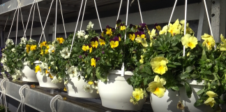 Primavera, i lavori in giardino dopo la messa a dimora dei fiori