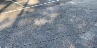 La processionaria? Cos’è? Come evitarla? Tutte le informazioni su “Zampa e pollicino”