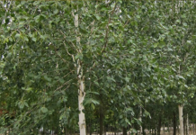 Il florovivaismo corre e Canneto guida la sfida del verde urbano