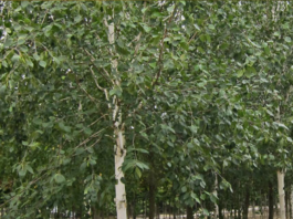 Il florovivaismo corre e Canneto guida la sfida del verde urbano