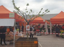 La campagna torna in città: nel piazzale del mercato di Borgochiesanuova arrivano gli alberi da frutto