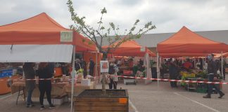 La campagna torna in città: nel piazzale del mercato di Borgochiesanuova arrivano gli alberi da frutto