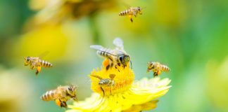 Apicoltura, Rolfi: “Promuoverla in parchi regionali e riserve naturali”. Nel mantovano 10.871 alveari