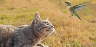 Primavera e voglia di evasione, a cosa dobbiamo stare attenti se il nostro gatto diventa “esploratore”