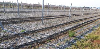Gelate fuori stagione, Coldiretti Mantova stima danni ai frutteti per 10 milioni di euro