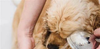 Igiene delle zampe del cane. Come pulirle in sicurezza