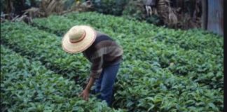 Domani la giornata internazionale della lotta contadina