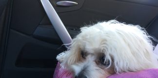 Contro l’abbandono dei piccoli amici a 4 zampe, quest’estate viaggi in treno gratis