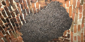 Ecco la maxi colonia di 2 mila pipistrelli sotto al Ducale. Per tutelarla spente le luci del fossato Ecco la maxi colonia di 2 mila pipistrelli sotto al Ducale. Per tutelarla spente le luci del fossato