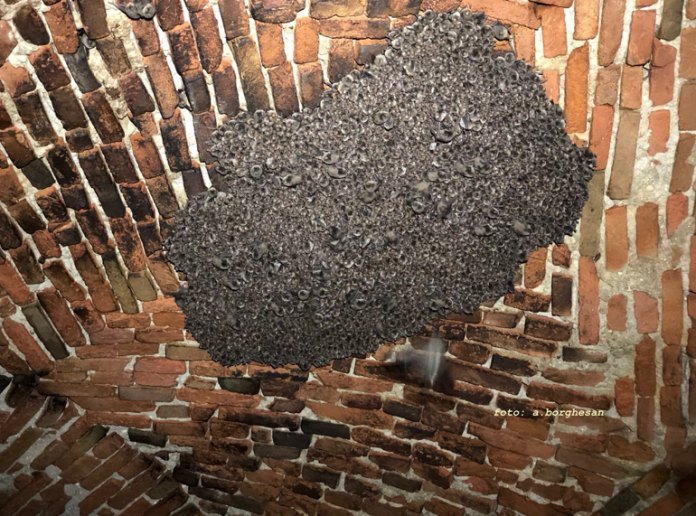 Ecco la maxi colonia di 2 mila pipistrelli sotto al Ducale. Per tutelarla spente le luci del fossato