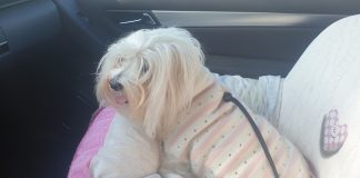 Viaggi a 6 o più “zampe”: nella nostra rubrica “Zampa e pollicino” come organizzarsi