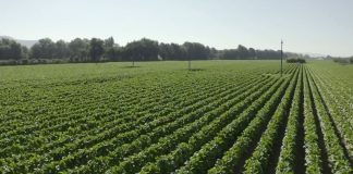 Il rilancio dell’Italia passa dalle filiere integrate