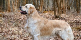 I cani rilevano i positivi al Covid in meno di un secondo I cani rilevano i positivi al Covid in meno di un secondo