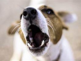 I cani abbaiano quando? 11 motivi per capire meglio il perchè