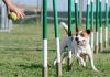 Sgambatoio e agility dog nel quartiere 2 Pini. Già 70 le firme dei residenti raccolte da Forza Italia