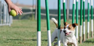 Sgambatoio e agility dog nel quartiere 2 Pini. Già 70 le firme dei residenti raccolte da Forza Italia