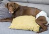 Cagnolina in calore. Come comportarci per farle vivere al meglio questo delicato periodo