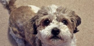 Quando il cane abbaia in condominio Quando il cane abbaia in condominio