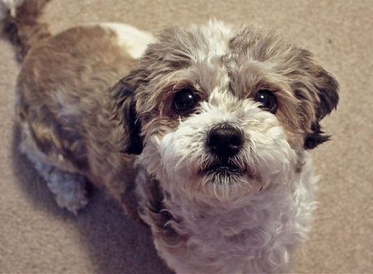 Cane che abbaia in condominio, cosa fare Quando il cane abbaia in condominio