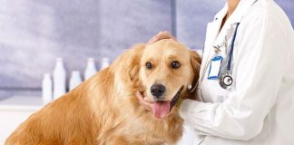 Veleni nei giardini, due cani colpiti a Curtatone