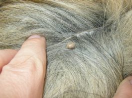 SOS zecche: cosa fare se la troviamo attaccata al nostro cagnolino?