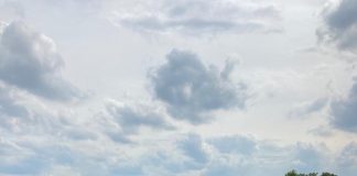 Maltempo, Coldiretti Mantova: a rischio il futuro della pera mantovana Igp? Previsto crollo dei raccolti