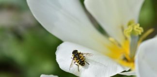 Parco del Mincio, torna l’edizione digitale di Bioblitz