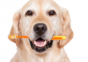 Igiene dentale dei cani. Scopriamo perchè è fondamentale e come farla